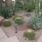 Desert Landscaping Ideas